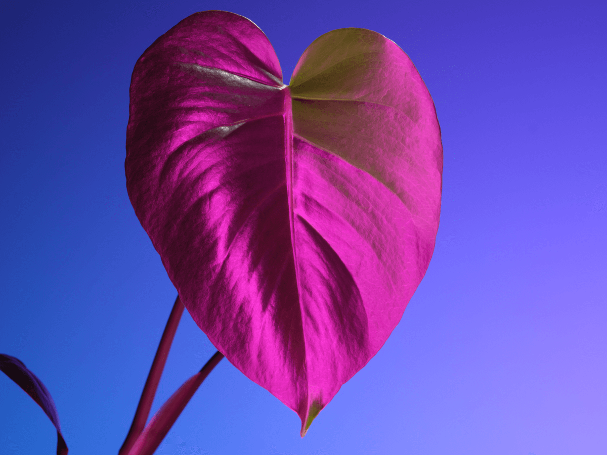 Missing alt text value